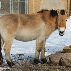 Przewalski's horse - 1/24/16