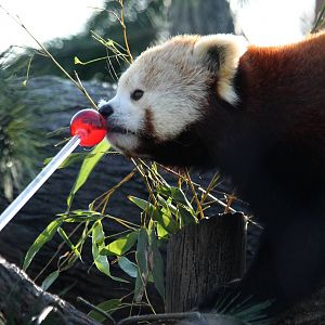 Beatrix target training - 1/24/16