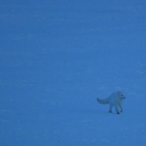 Arctic Fox - Alaska