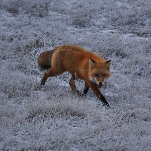Red Fox - Alaska