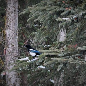 Black-billed Magpie - Alaska