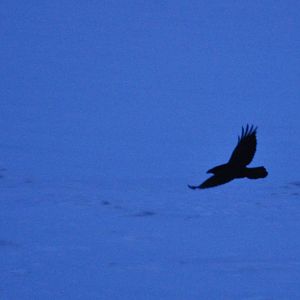 Common Raven - Alaska