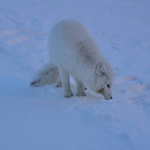 Arctic Fox - Alaska