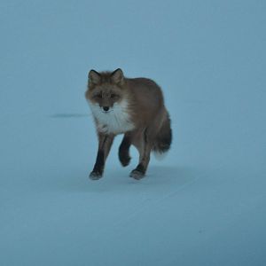 Red Fox - Alaska