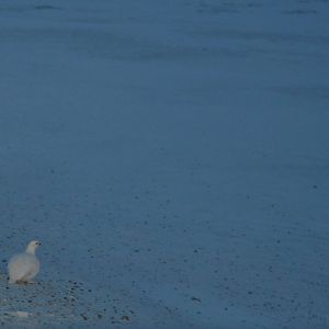 Willow Ptarmigan - Alaska