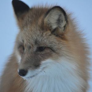 Red Fox - Alaska