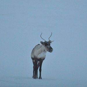 Caribou - Alaska