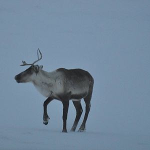 Caribou - Alaska