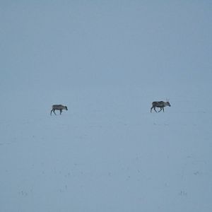 Caribou - Alaska