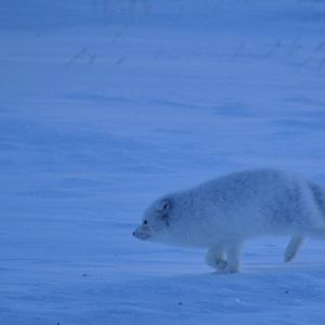 Arctic Fox - Alaska