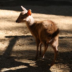 Calamian Deer fawn (Axis calamianensis)