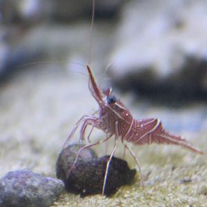 Rhynchocinetes durbanensis