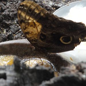 Faunia Christmas 2016: Garden of Eden