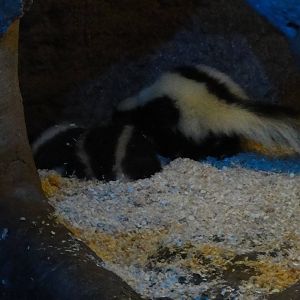 Faunia Christmas 2016: Nocturnal area