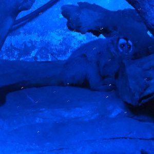 Faunia Christmas 2016: Nocturnal area