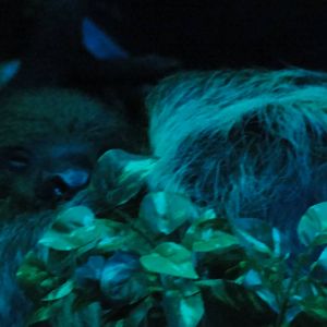 Faunia Christmas 2016: Nocturnal area