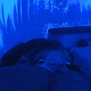 Faunia Christmas 2016: Nocturnal area