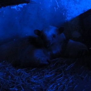 Faunia Christmas 2016: Nocturnal area