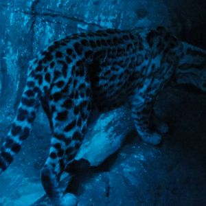 Faunia Christmas 2016: Nocturnal area