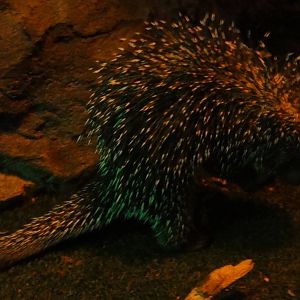 Faunia Christmas 2016: Nocturnal area