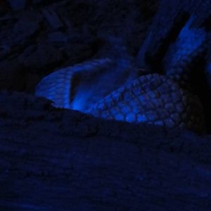 Faunia Christmas 2016: Nocturnal area