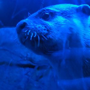 Faunia Christmas 2016: Nocturnal area