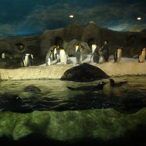 Faunia Christmas 2016: the poles