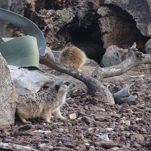 Faunia Christmas 2016