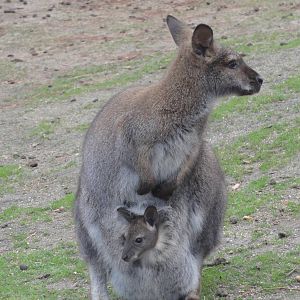 Faunia Christmas 2016: Australians