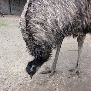 Faunia Christmas 2016: Australians