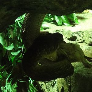 Faunia Christmas 2016: subterranian reptile house