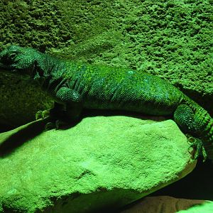 Faunia Christmas 2016: Faunia Christmas 2016: Nocturnal area