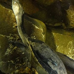 Faunia Christmas 2016: Faunia Christmas 2016: Nocturnal area