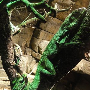 Faunia Christmas 2016: Faunia Christmas 2016: Nocturnal area