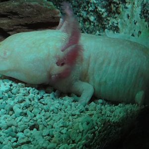 Faunia Christmas 2016: Underground reptile house