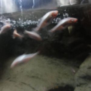 Faunia Christmas 2016: Underground reptile house