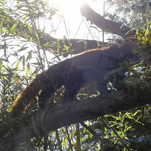 Faunia Christmas 2016