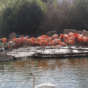 Faunia Christmas 2016