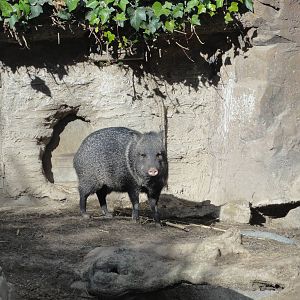 Faunia Christmas 2016