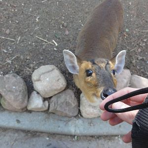 Faunia Christmas 2016: Temperate forest walkthrough.