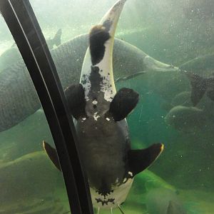 Faunia Christmas 2016: Amazon rainforest