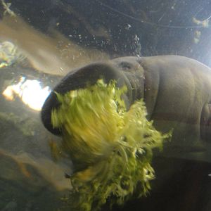 Faunia Christmas 2016: Amazon rainforest