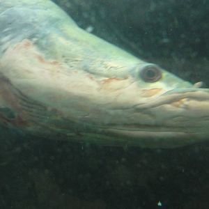 Faunia Christmas 2016: Amazon rainforest