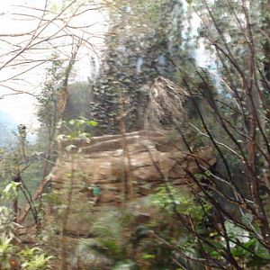 Faunia Christmas 2016: Amazon rainforest