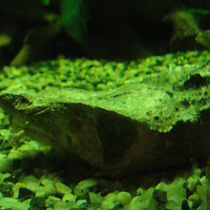 Faunia Christmas 2016: Amazon rainforest