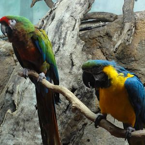 Faunia Christmas 2016: Amazon rainforest