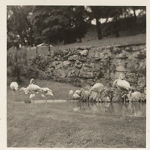 Flamingos, June 1971