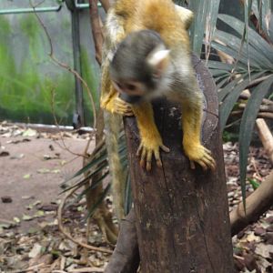 Faunia Christmas 2016: Amazon rainforest