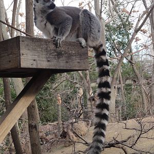 Faunia Christmas 2016: African rainforest