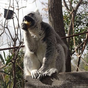 Faunia Christmas 2016: African rainforest